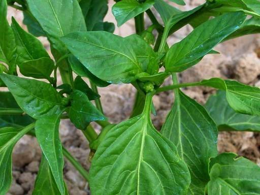 Pimiento de Torquemada