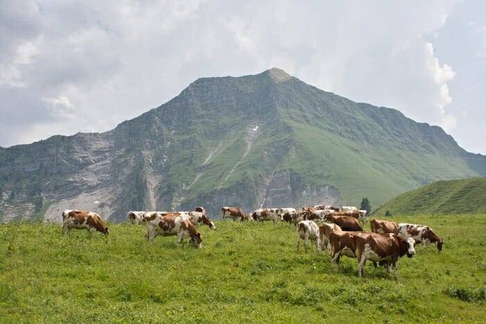 Las vacas viven en libertad en un entorno paradisíaco, algo que sin duda repercute en la calidad de su leche