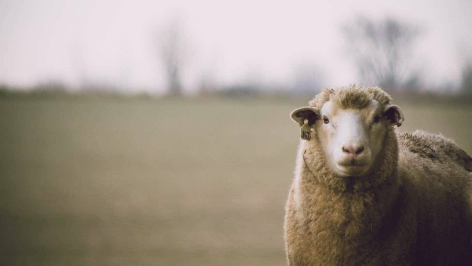 Todo sobre la carne de cordero