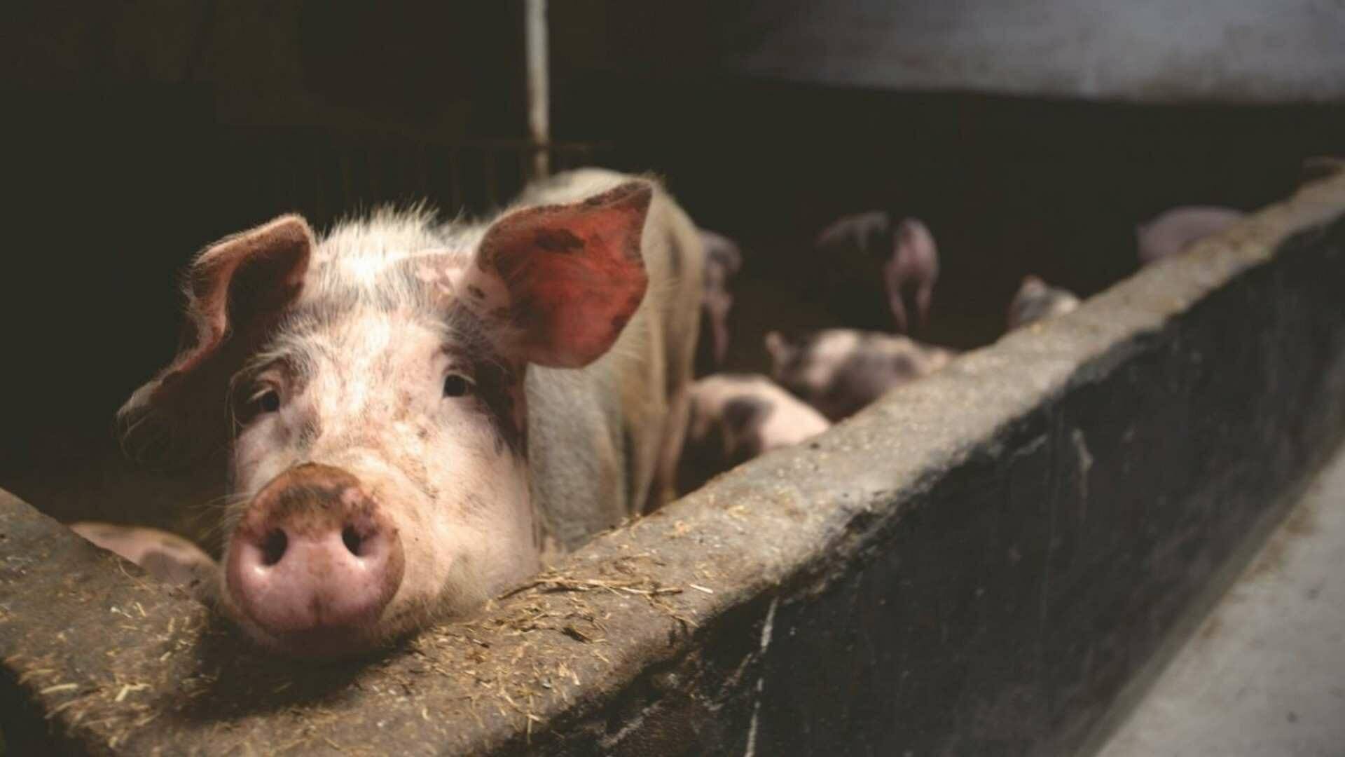 Todo sobre la carne de cerdo