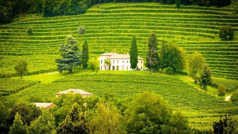 Viñedo Italia
