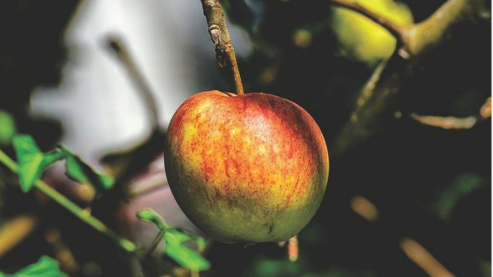 manzana port