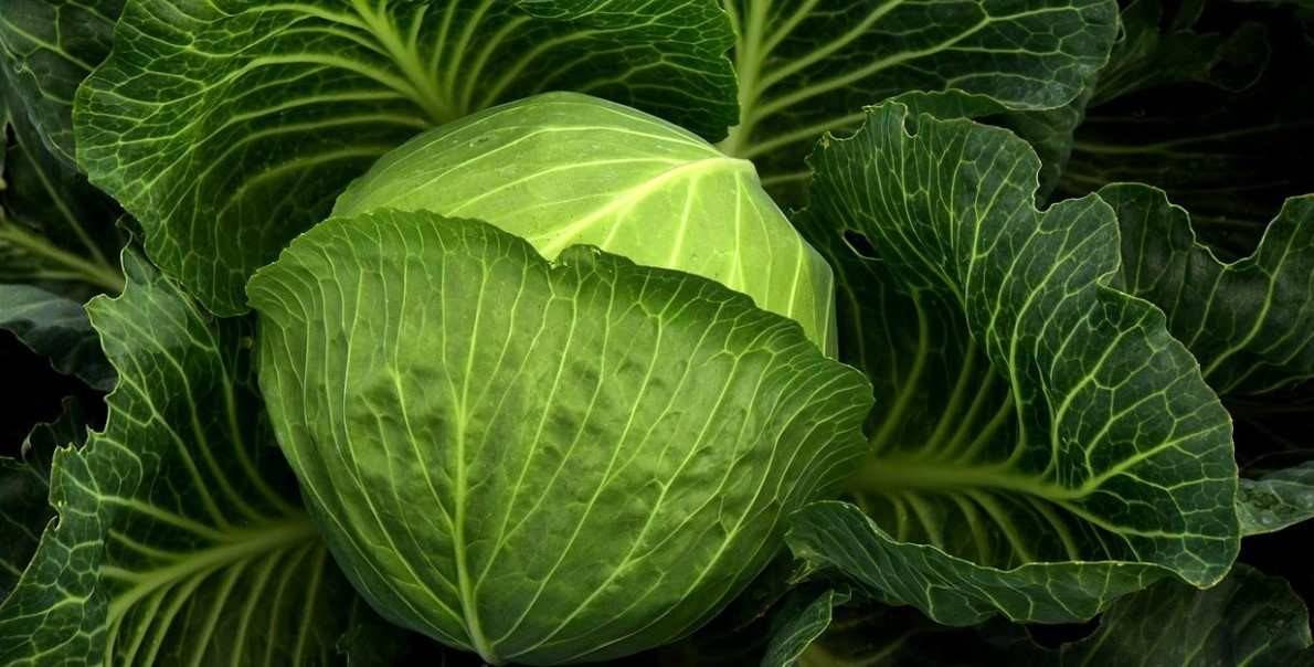 Incluso consumiendo una gran cantidad de vegetales de hojas verdes, es posible que no absorba cantidades adecuadas de vitamina K1