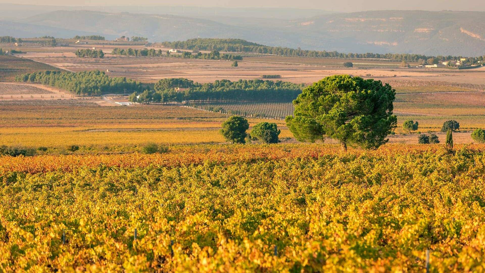 Extensiones de viñedos en la Comunidad Valenciana