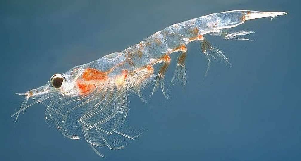Aceite de Krill