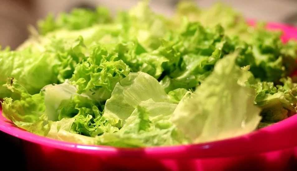 Lechuga