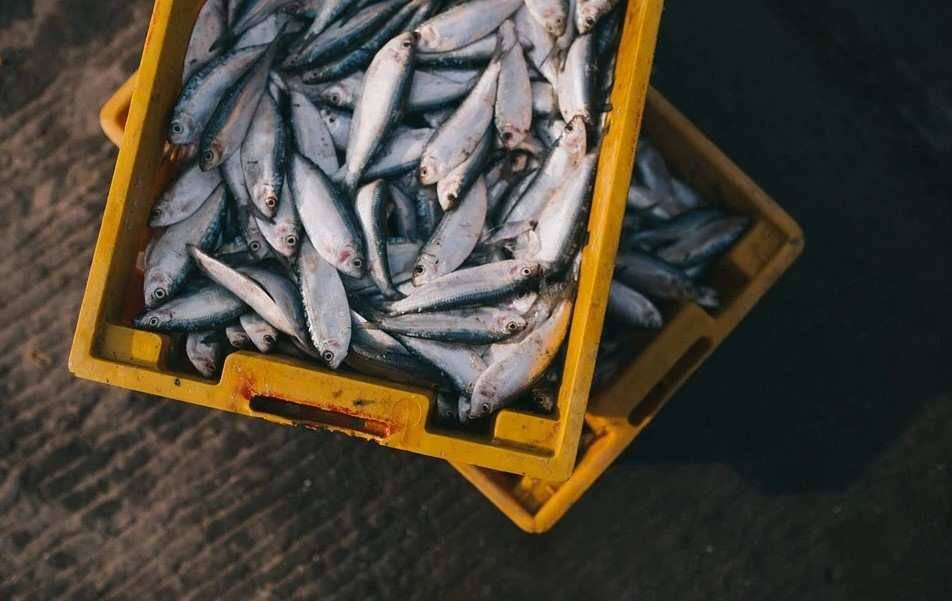 El pescado aporta ácidos grasos omega 3, que juegan un papel fundamental en funciones como la del corazón