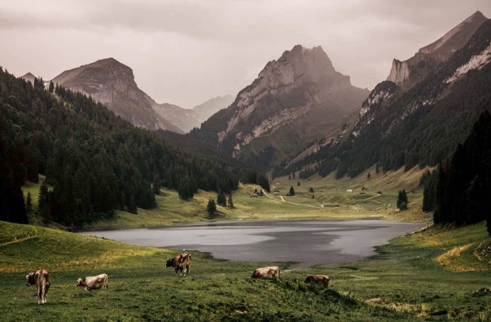 En Suiza el ganado pasta libremente por los prados y se alimenta de hierbas y flores propias de los valles y Alpes