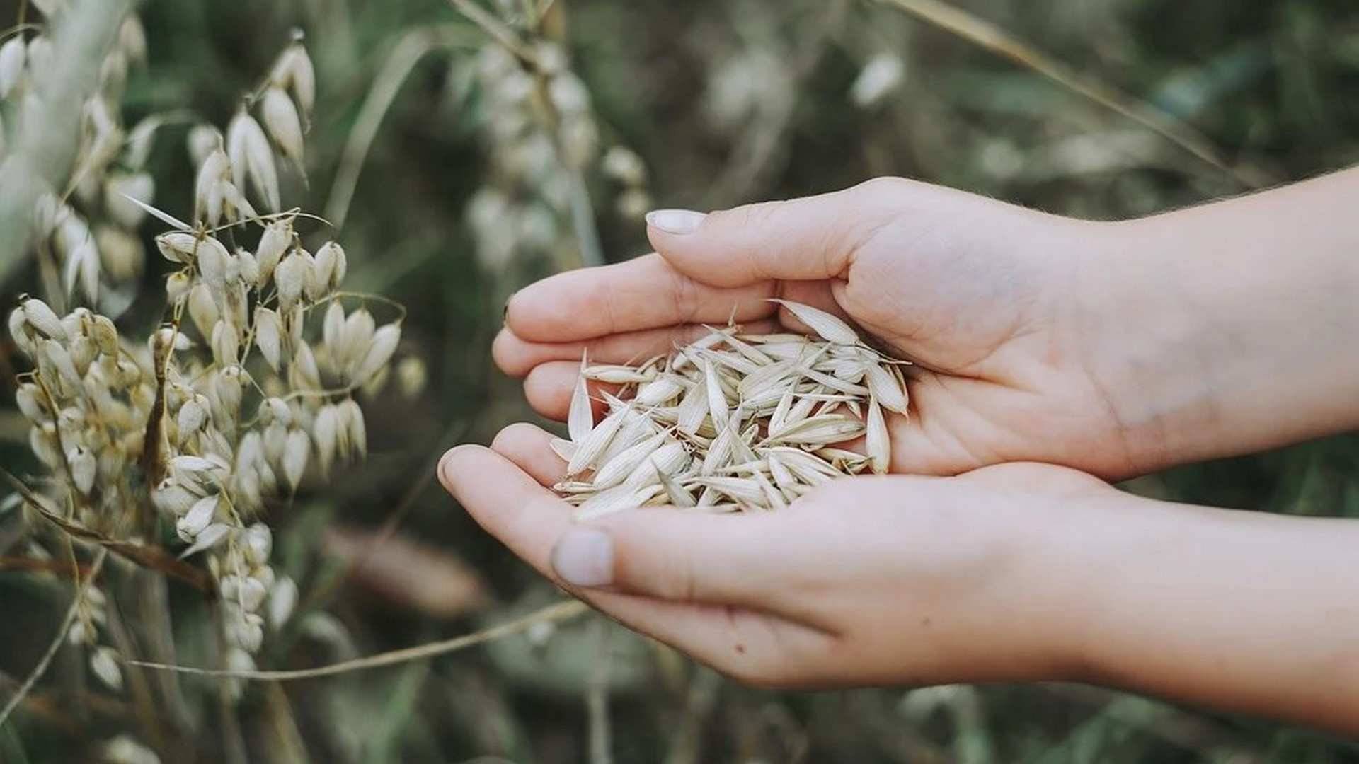 La avena es rica en proteínas de alto valor biológico