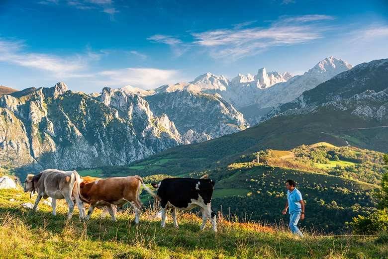 Las vacas pastan libremente en el fabuloso entorno de los Picos de Europa. El pico Urriellu al fondo. ©Mampiris. Turismo de Asturias