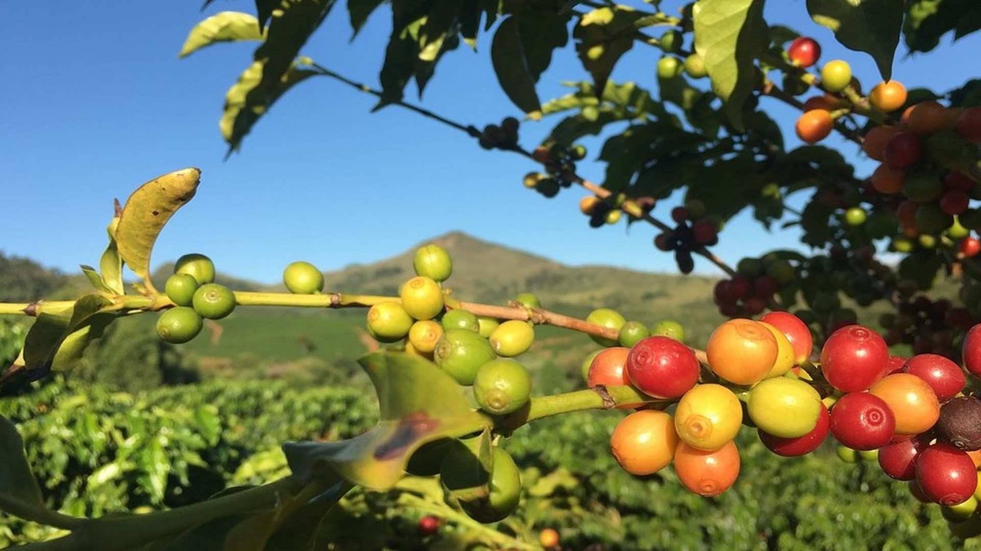 Desmontando la planta del café 8 curiosidades del arbusto