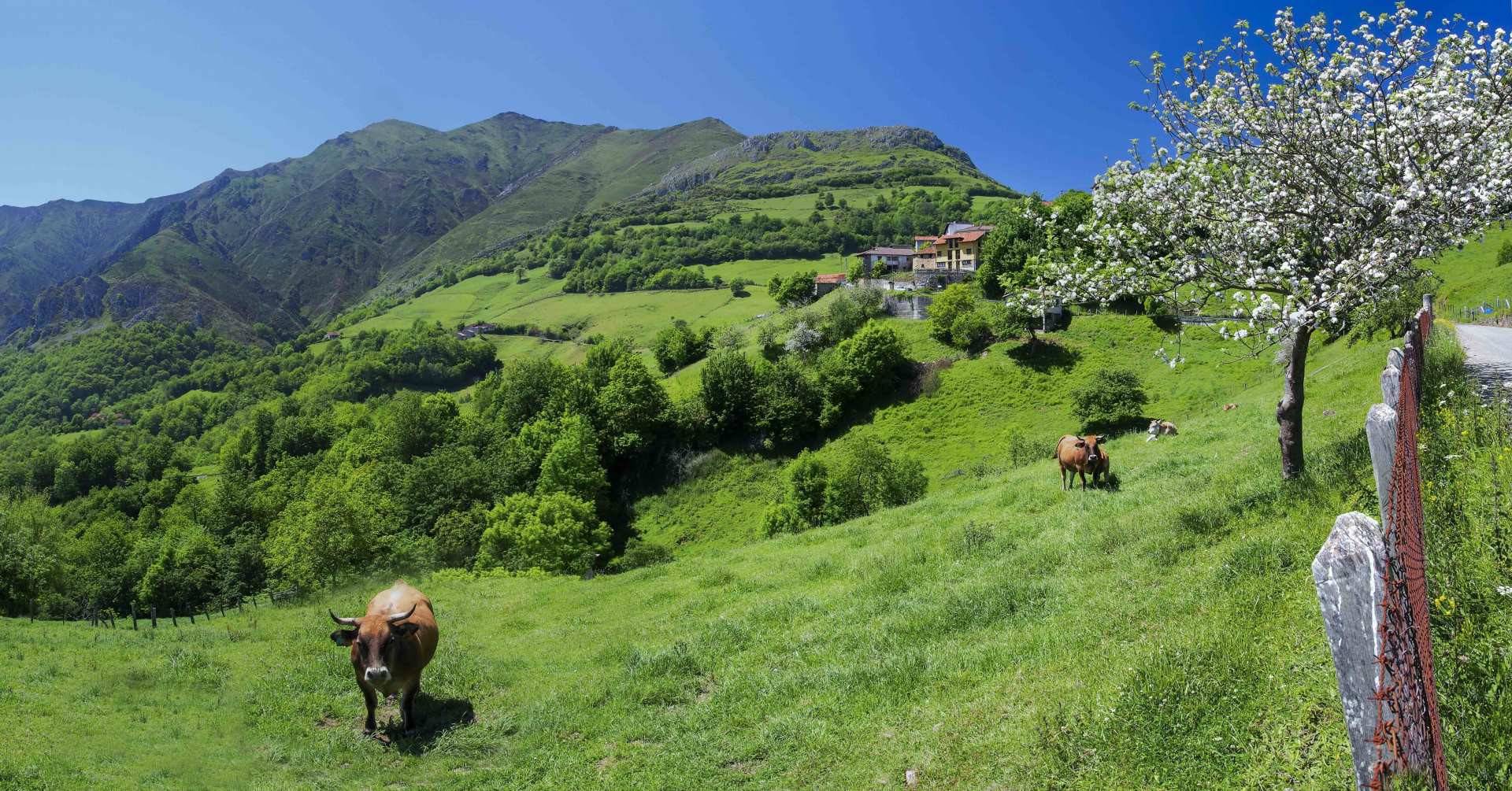 Gamonéu de Onís, el entorno donde nace uno de los mejores quesos asturianos. Foto: ©Juanjo Arrojo. Turismo de Asturias
