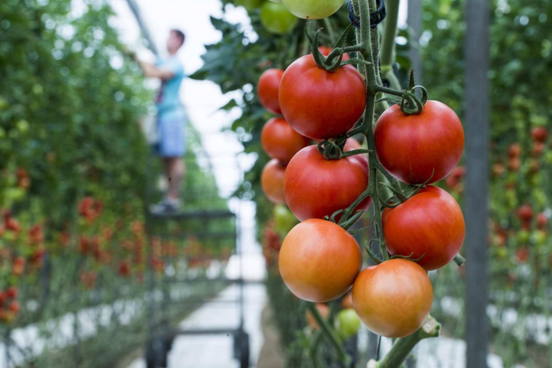 Gran parte del tomate que consumimos se cultiva en invernaderos de Almería