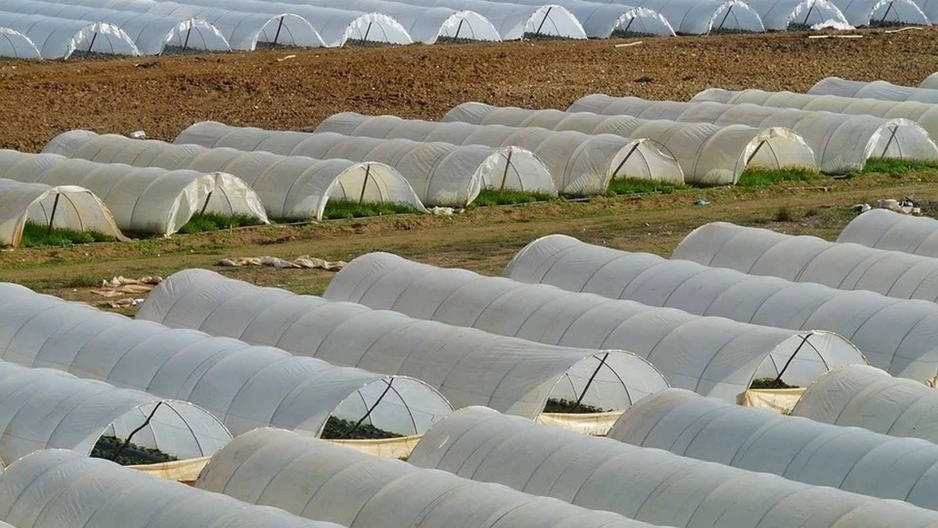 Los invernaderos de Almería y Granada: modelos de gestión en tiempos de pandemia