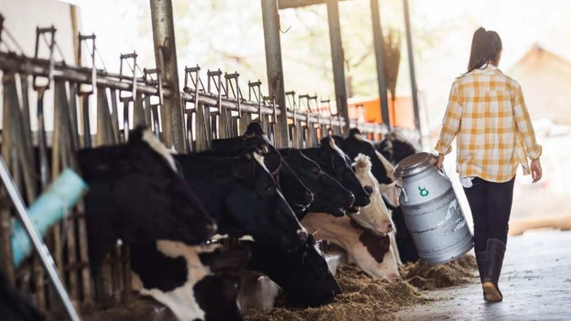 Ganaderos y Ganaderas: los grandes olvidados en la cadena de alimentación