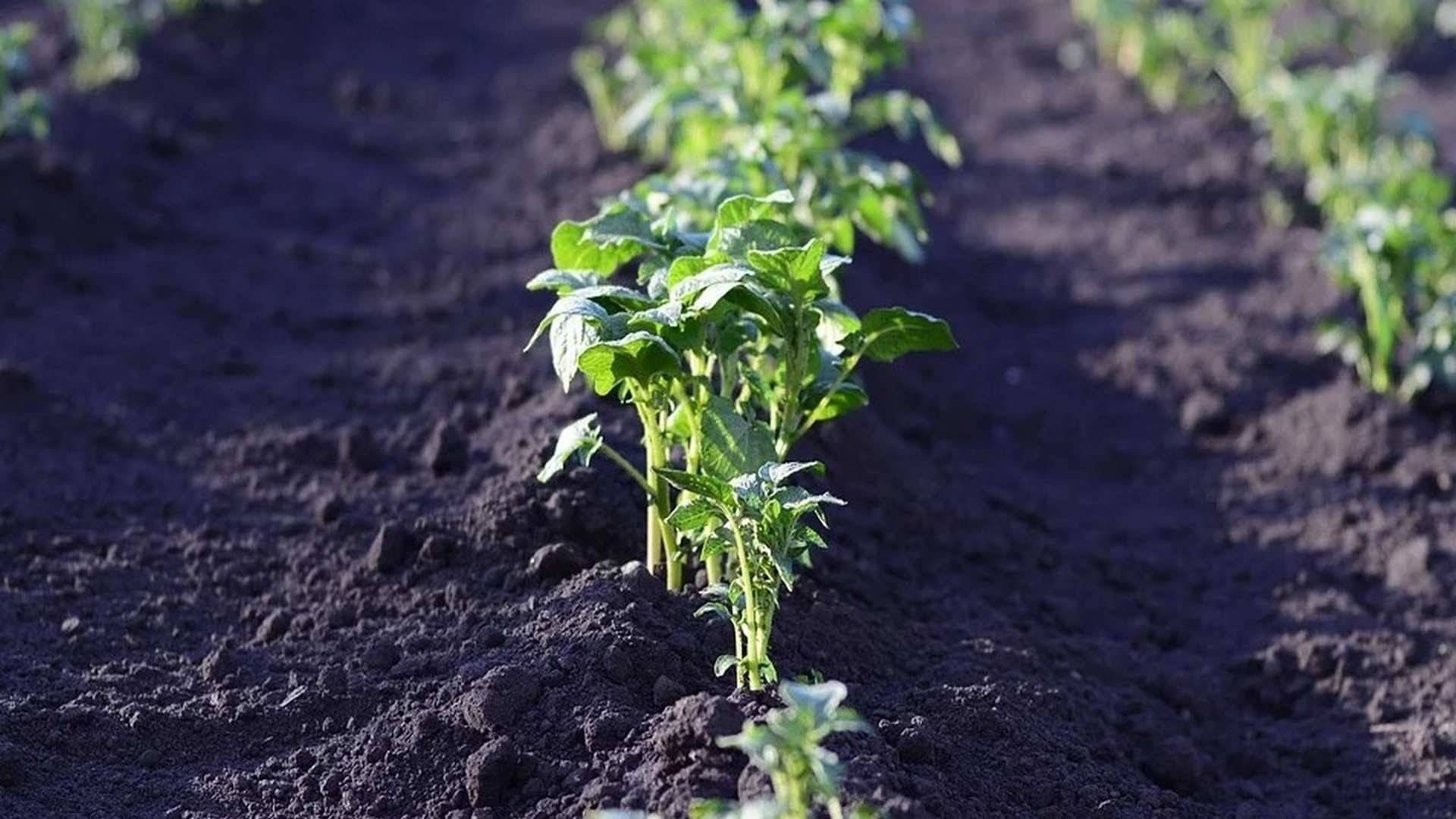 La importancia de los productos "kilómetro 0"