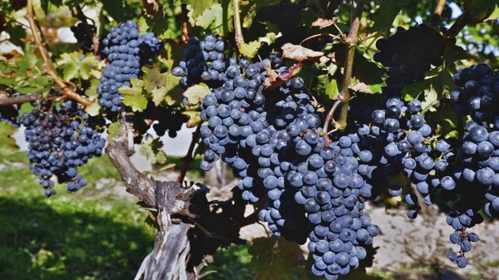 La uva gamay noir à jus blanc, es un cruce entre la pinot noir y la gouais blanc