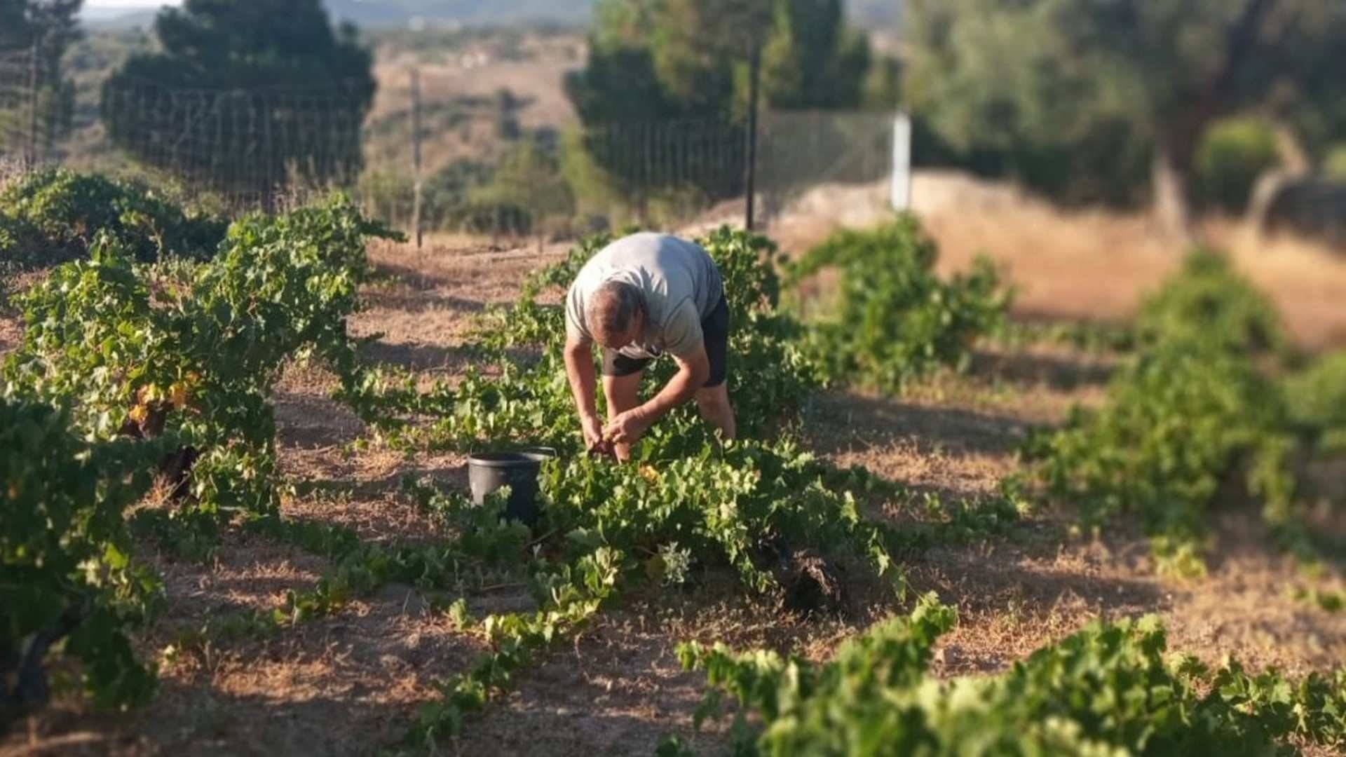 Vinos de Madrid: subzona San Martín de Valdeiglesias
