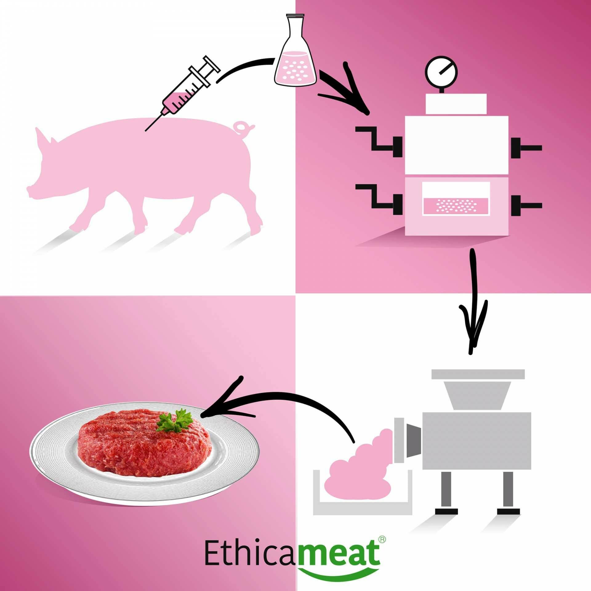 El proceso consiste en generar proteína animal a partir de una muestra celular obtenida, mediante biopsia, de ave, cerdo, vaca o pez