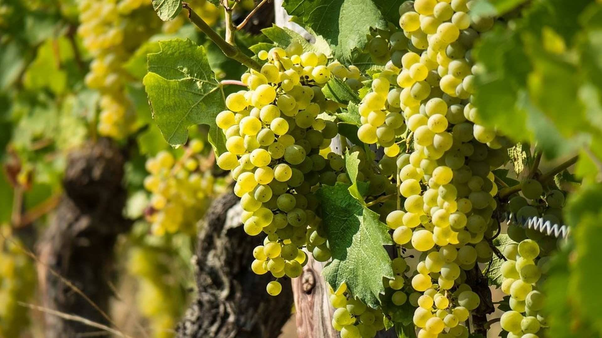España destaca por la variedad de climas y suelos en sus zonas vitivinícolas