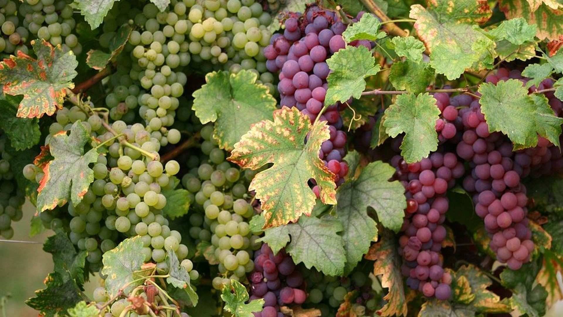 Alsacia es una tierra de vinos blancos esencialmente, aunque también podemos catar tintos, rosados, dulces y espumosos 
