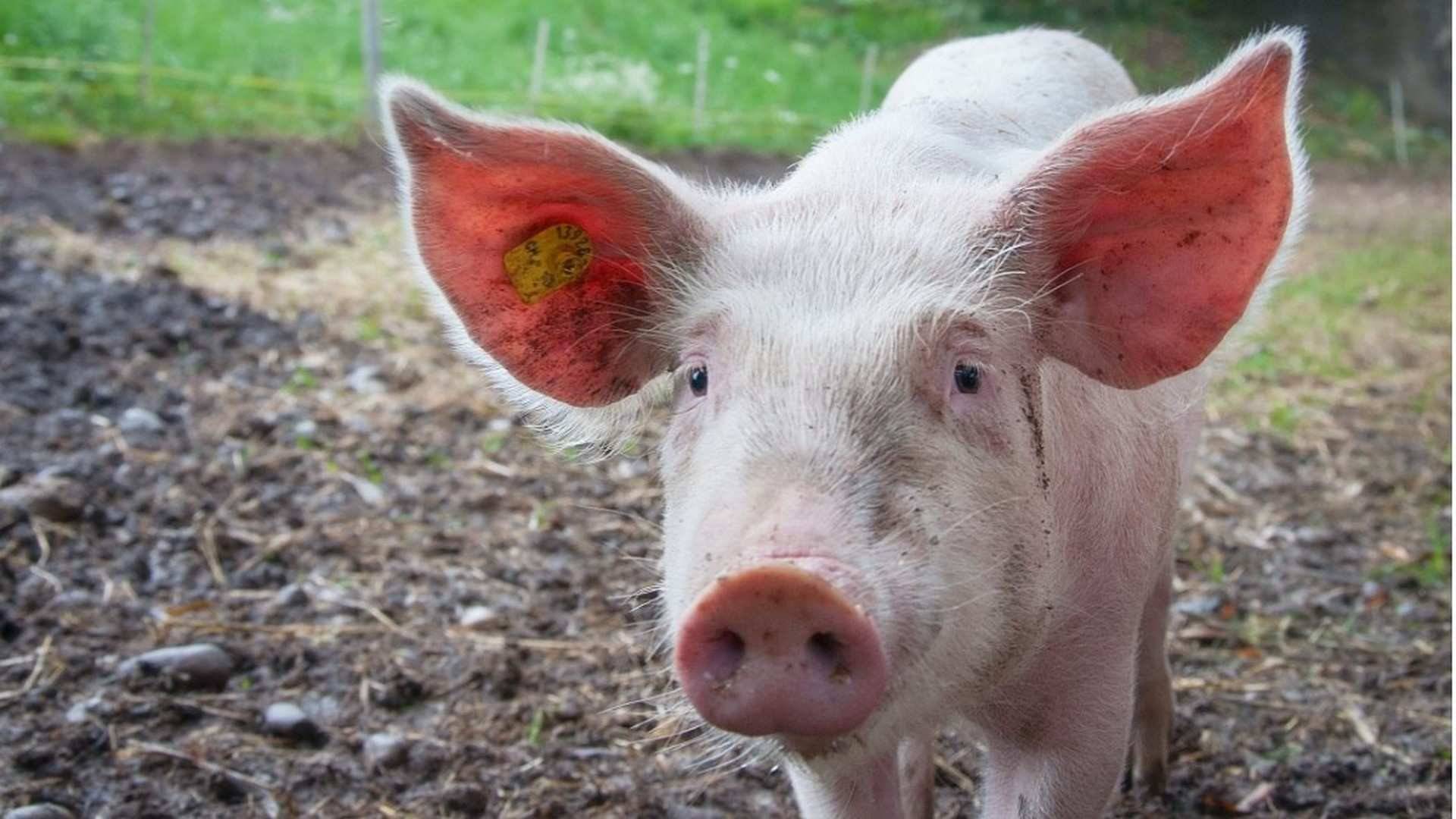 Cuando nace y hasta las pocas semanas de vida, al cerdo se le denomina cochinillo o lechazo