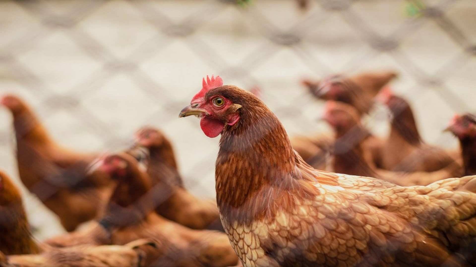 En la década de los 60 y 70, muchos productores utilizaron en exceso medicamentos, hormonas y antibióticos