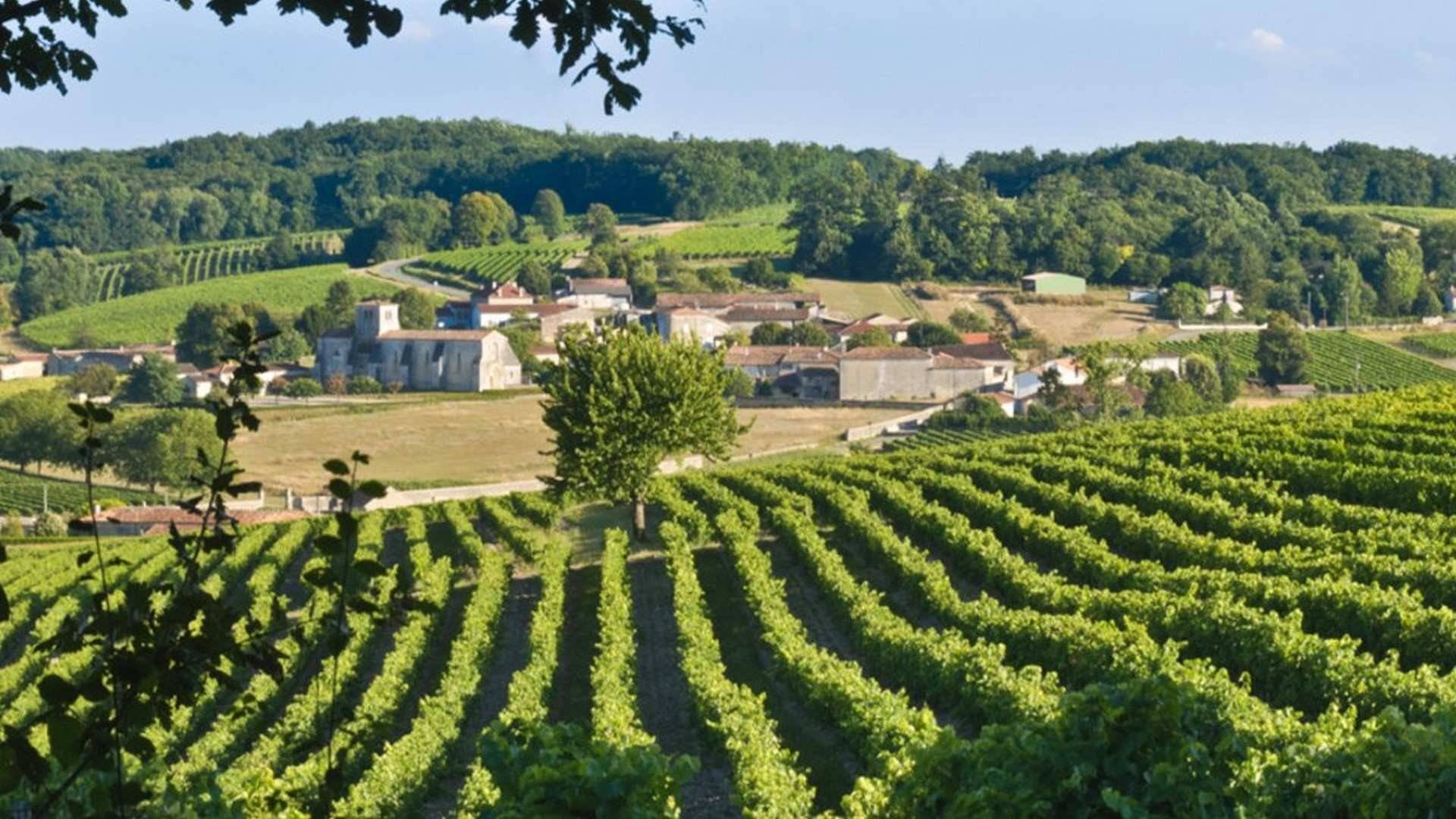 La zona de Cognac dispone de cerca de 78.000 hectáreas de viñedo