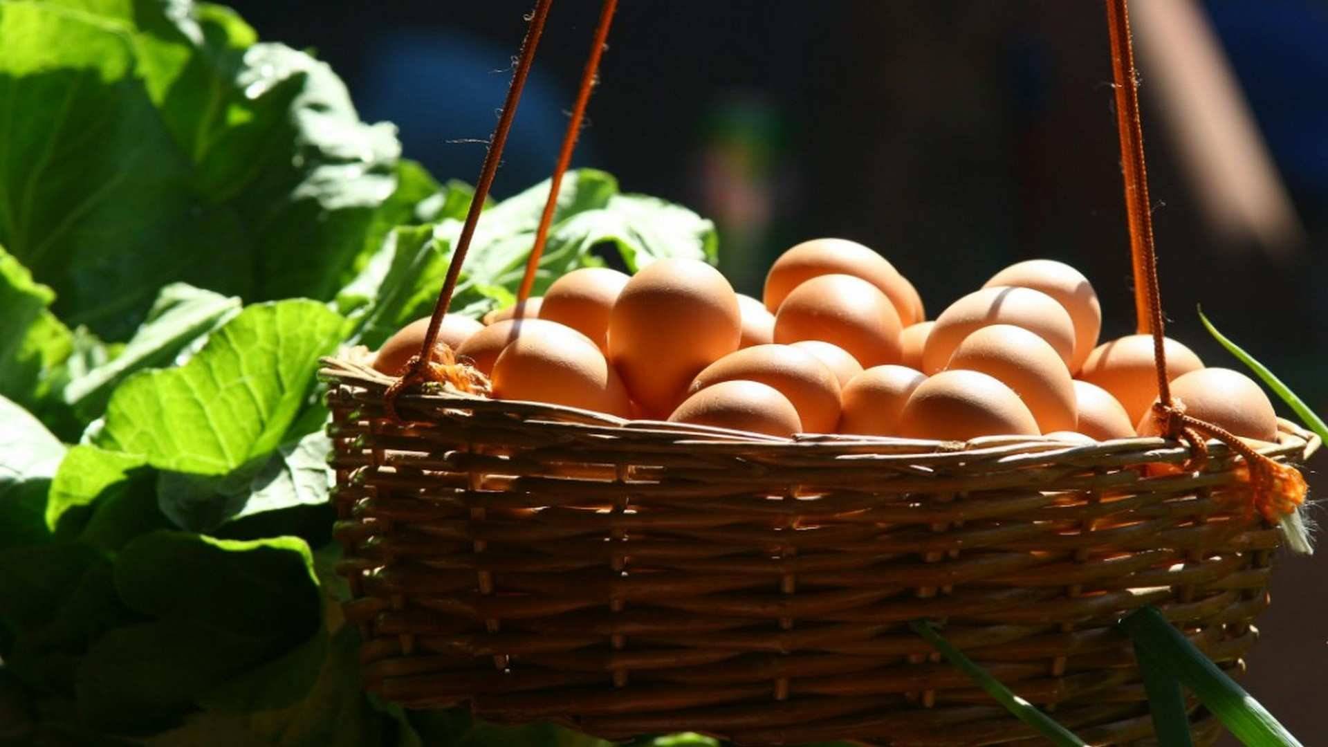 Los huevos de gallinas camperas, incorporan nutrientes adicionales a través de las hierbas, insectos y piedrecitas 