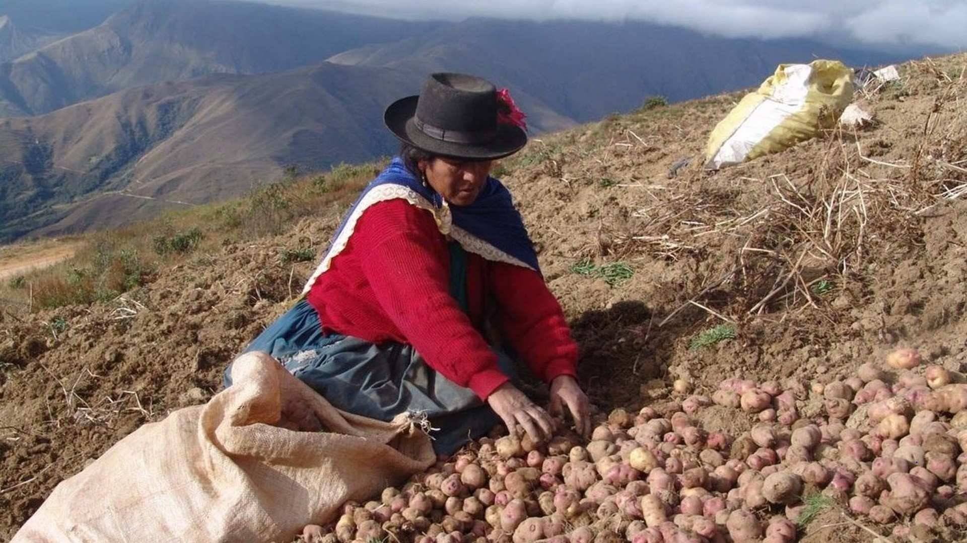 En Perú, la papa es considerada un alimento fundamental en la dieta del día a día