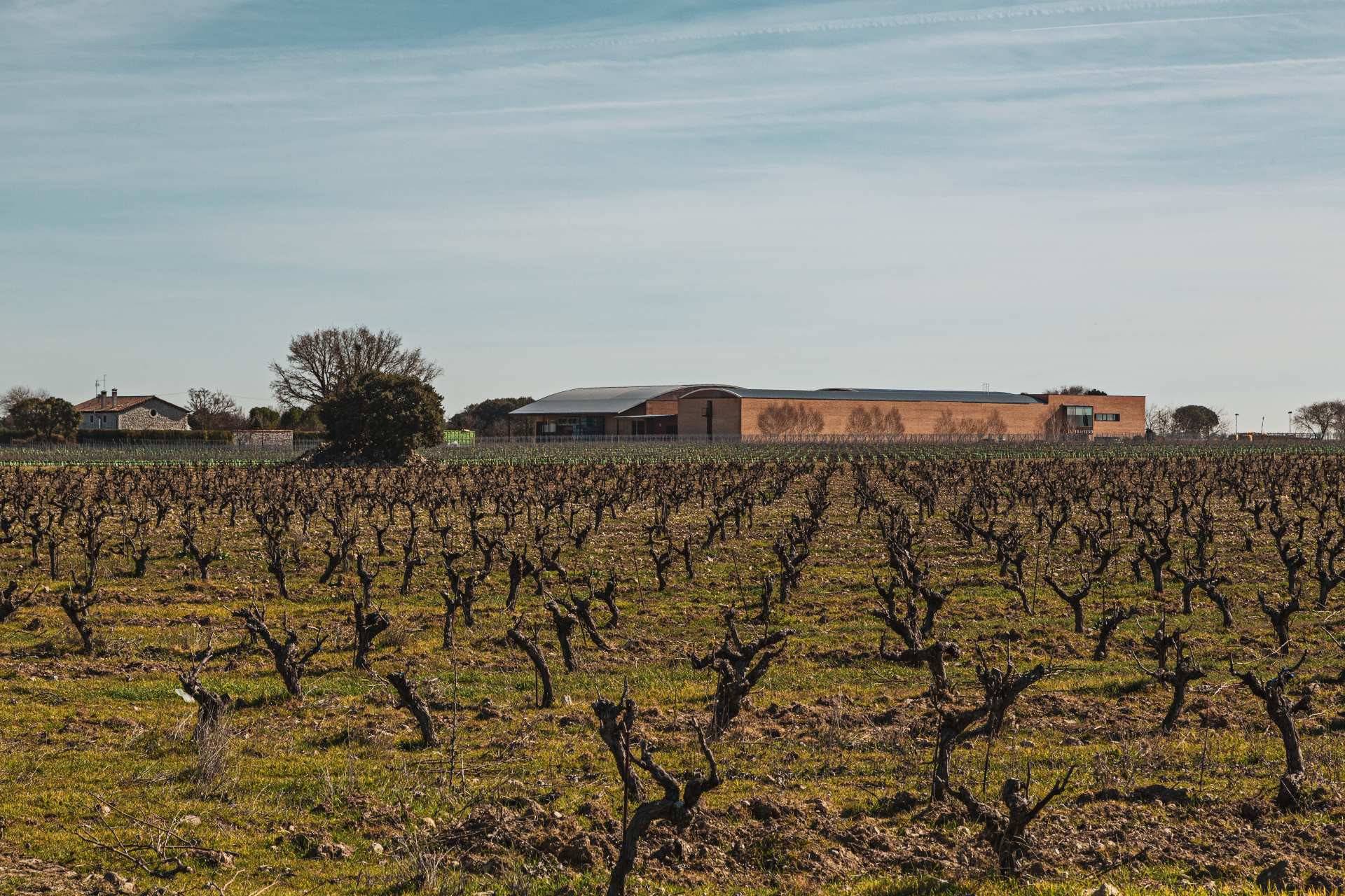 En Ribera de Duero hay más de 2000 hectáreas de viñedo, pero en paramo solo equivale al 5% de su superficie. 
