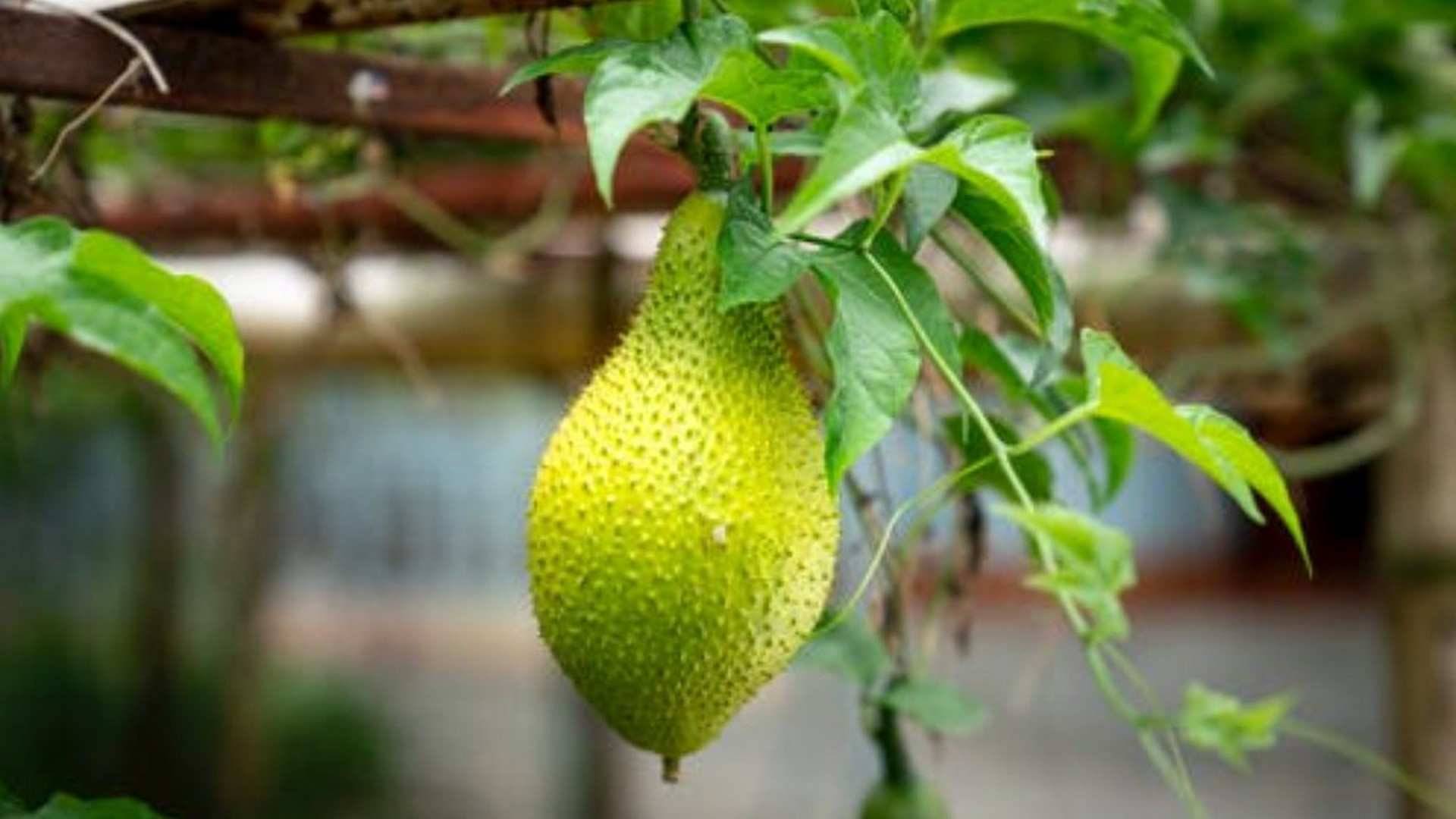 La Jackfruit eleva el colesterol "bueno"
