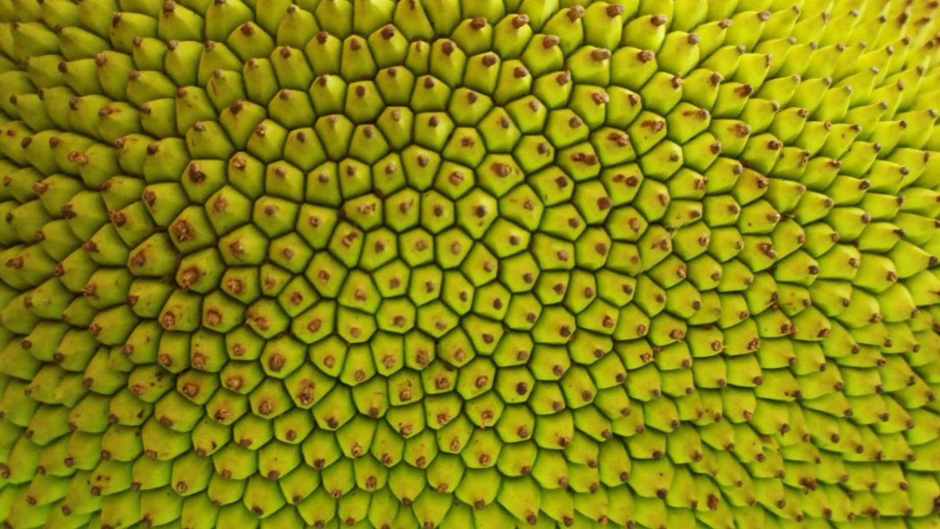 La Jackfruit también es una buena fuente de vitamina C