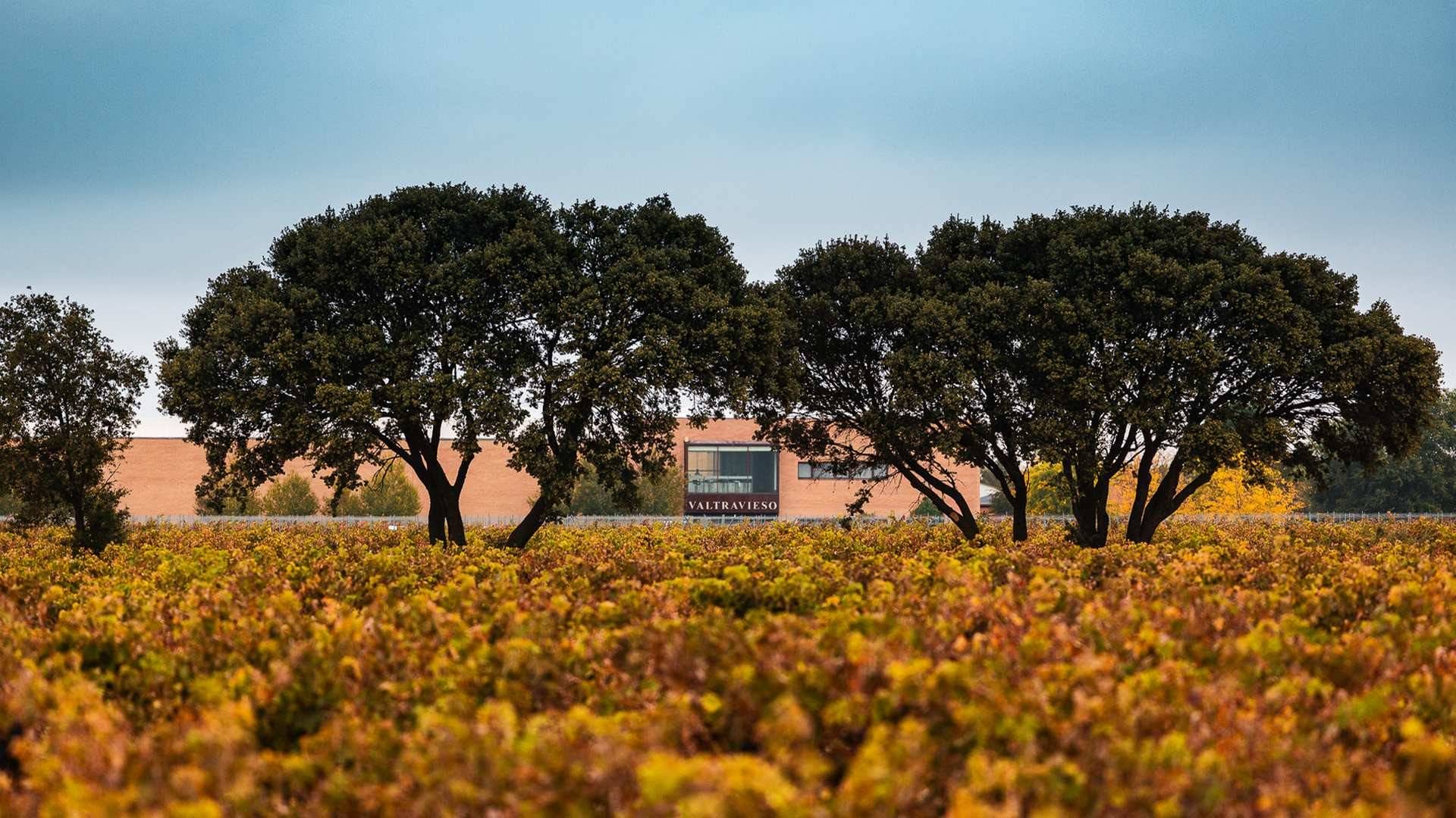 Bodegas Valtravieso, la excelencia del vino a 915 metros de altitud
