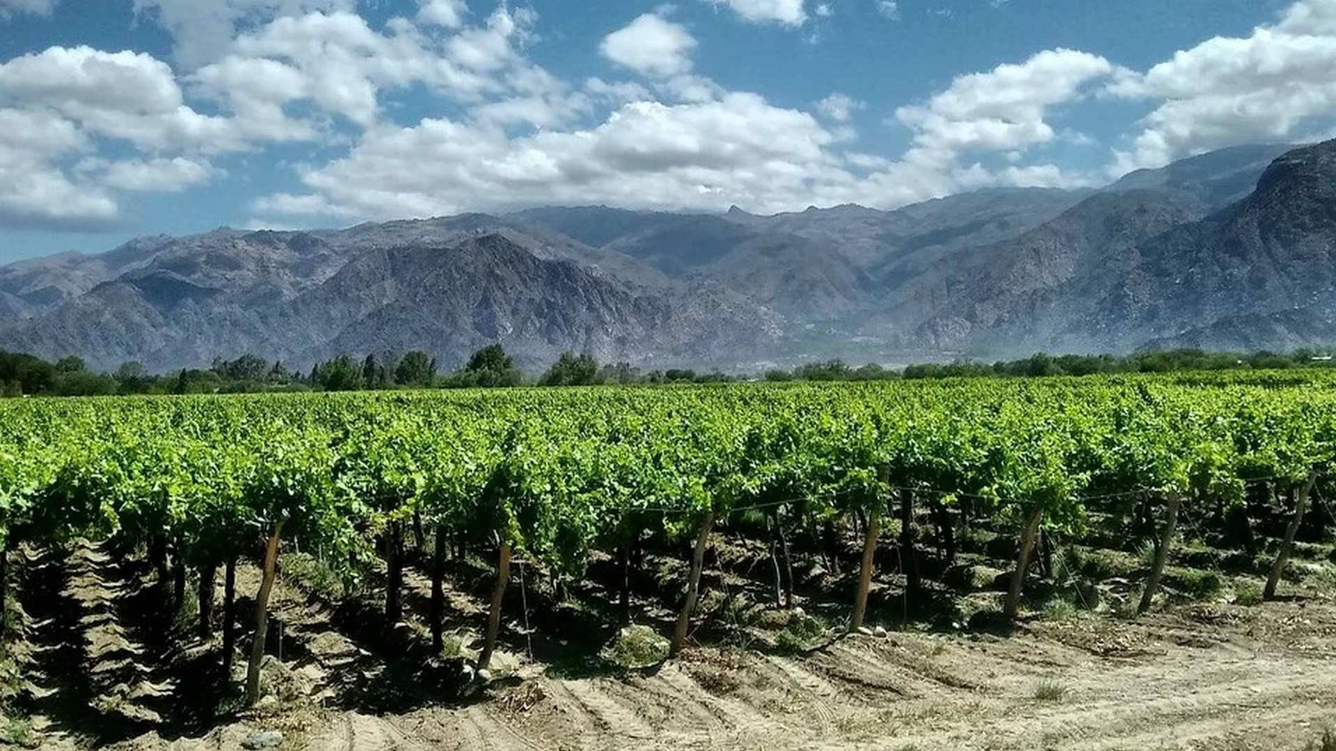 Zonas frías reportan un nuevo lugar para vinos de carácter con excelente acidez natural, PH, madurez, color y aromaticidad