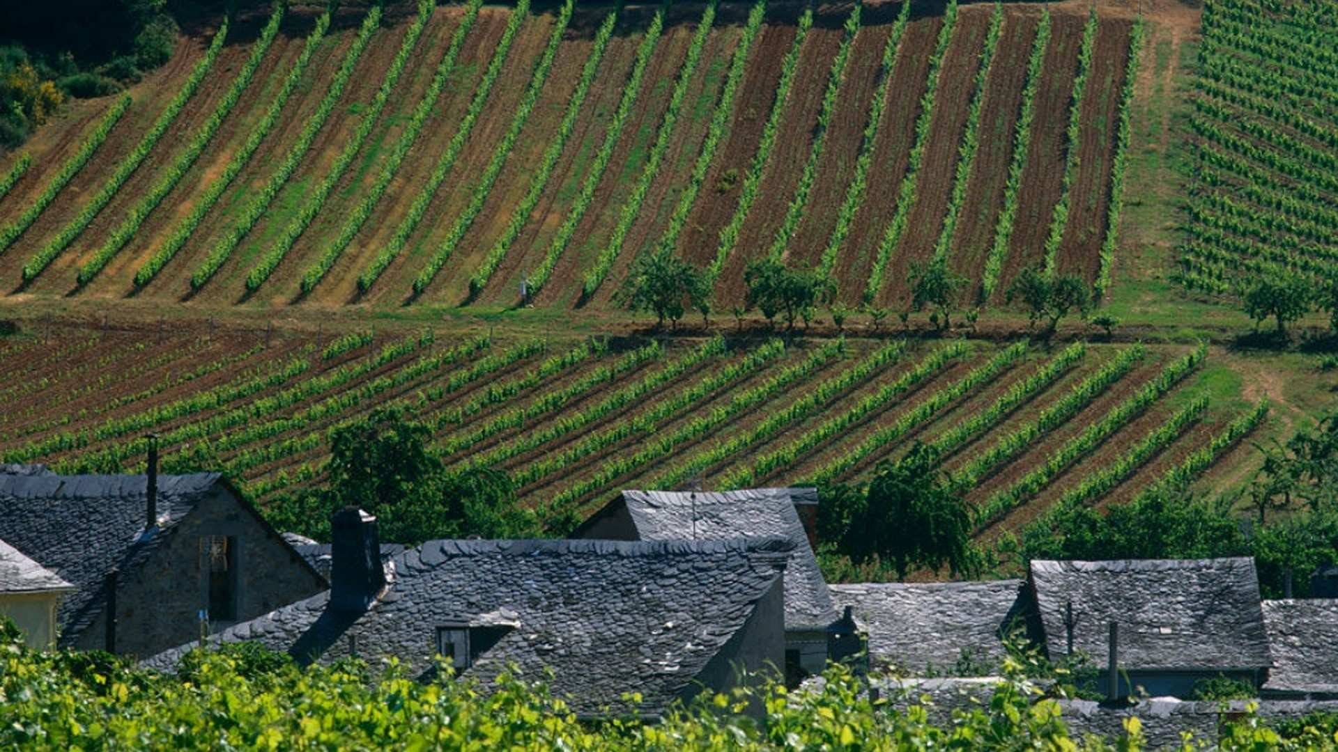 Vinos D.O. Bierzo
