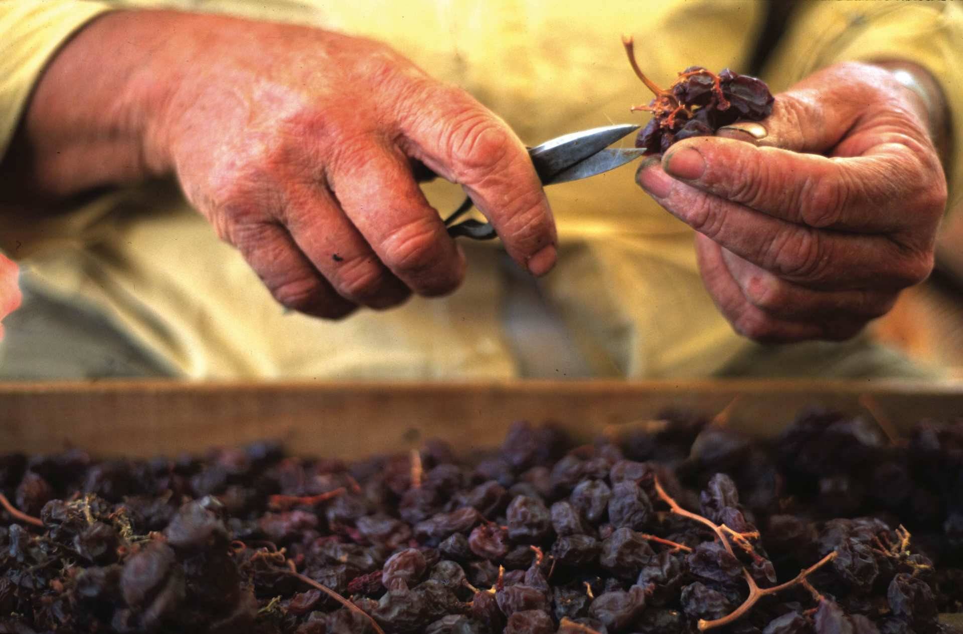 La producción de la uva pasa sigue haciéndose de la forma más artesana y tradicional, en la Axarquía.