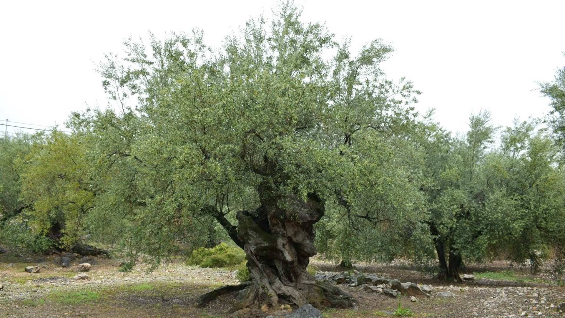 Uno de los impresionantes olivos milenarios que se encuentra en los alrededores de Periana