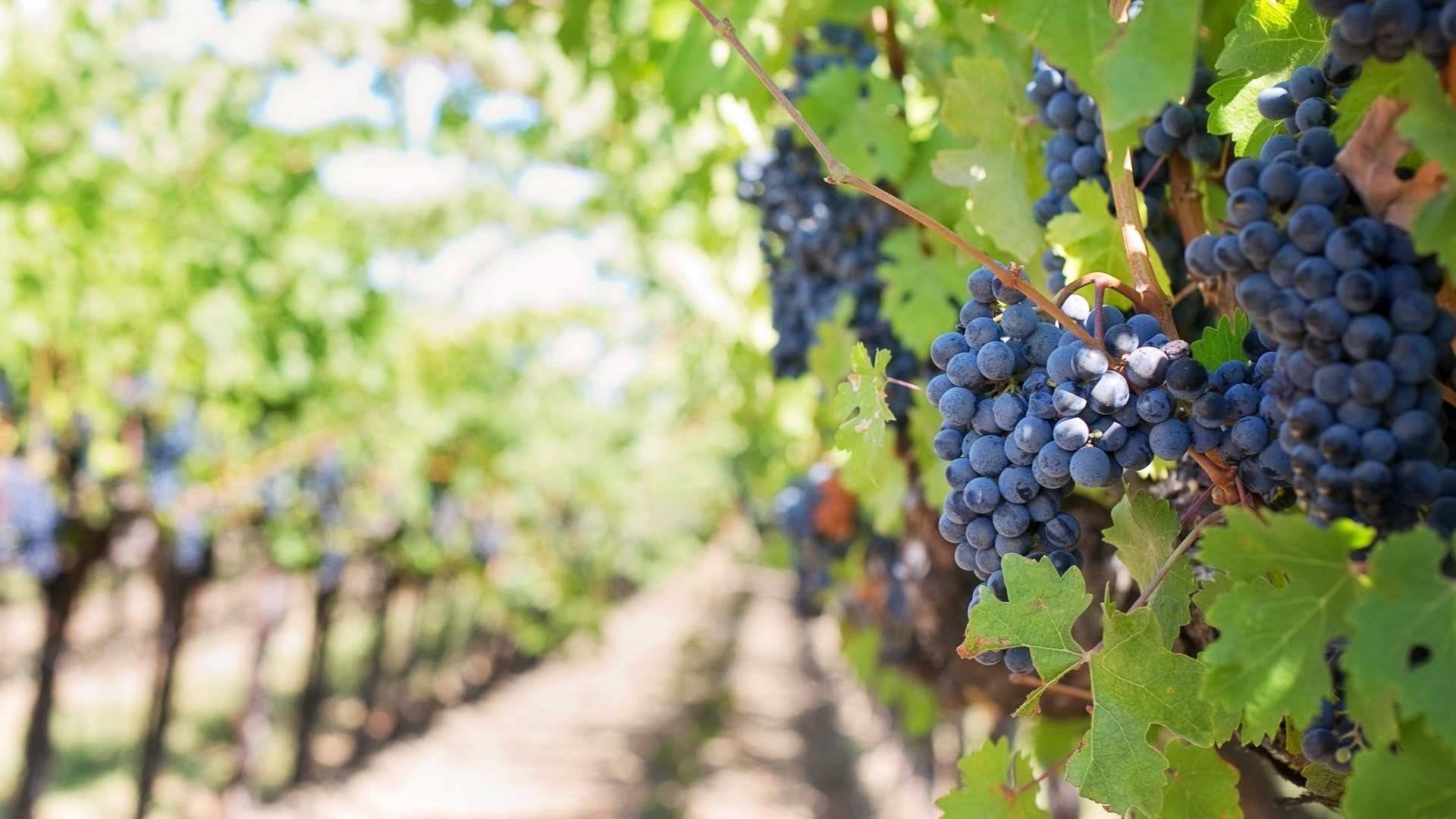 Más allá de Europa: vinos y bodegas de Tokio