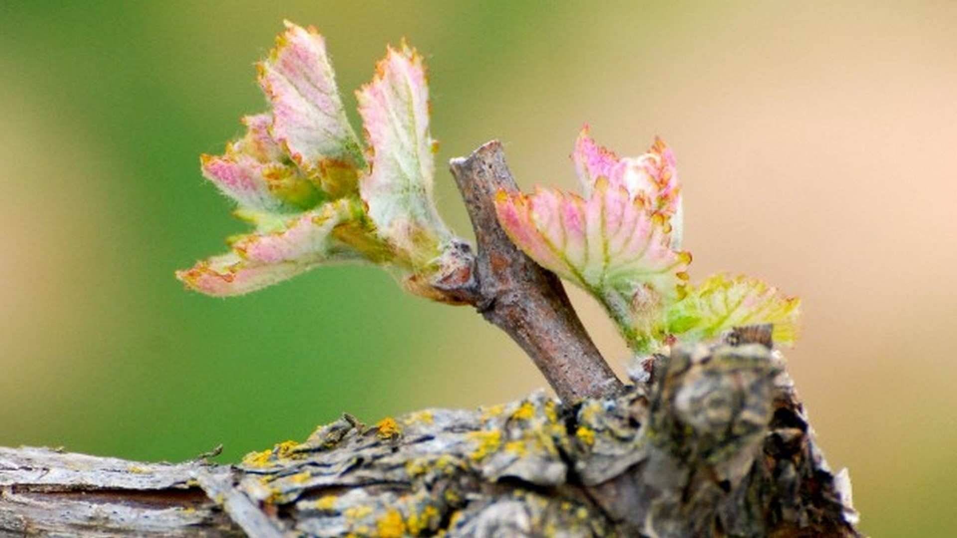 La primavera en la viña