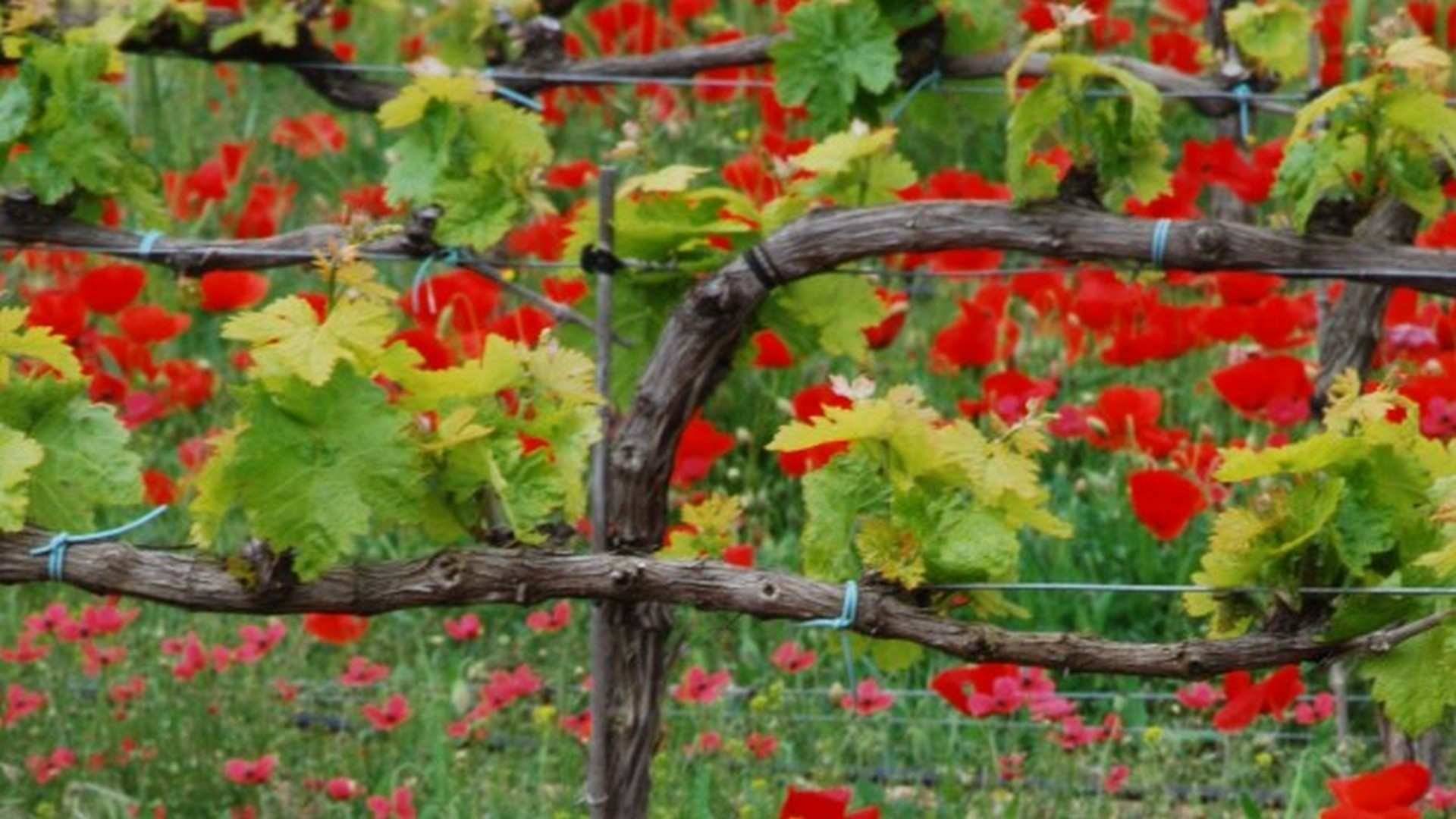 Algunos viñedos como los de Bodegas Comenge, se convierten en verdaderos vergeles