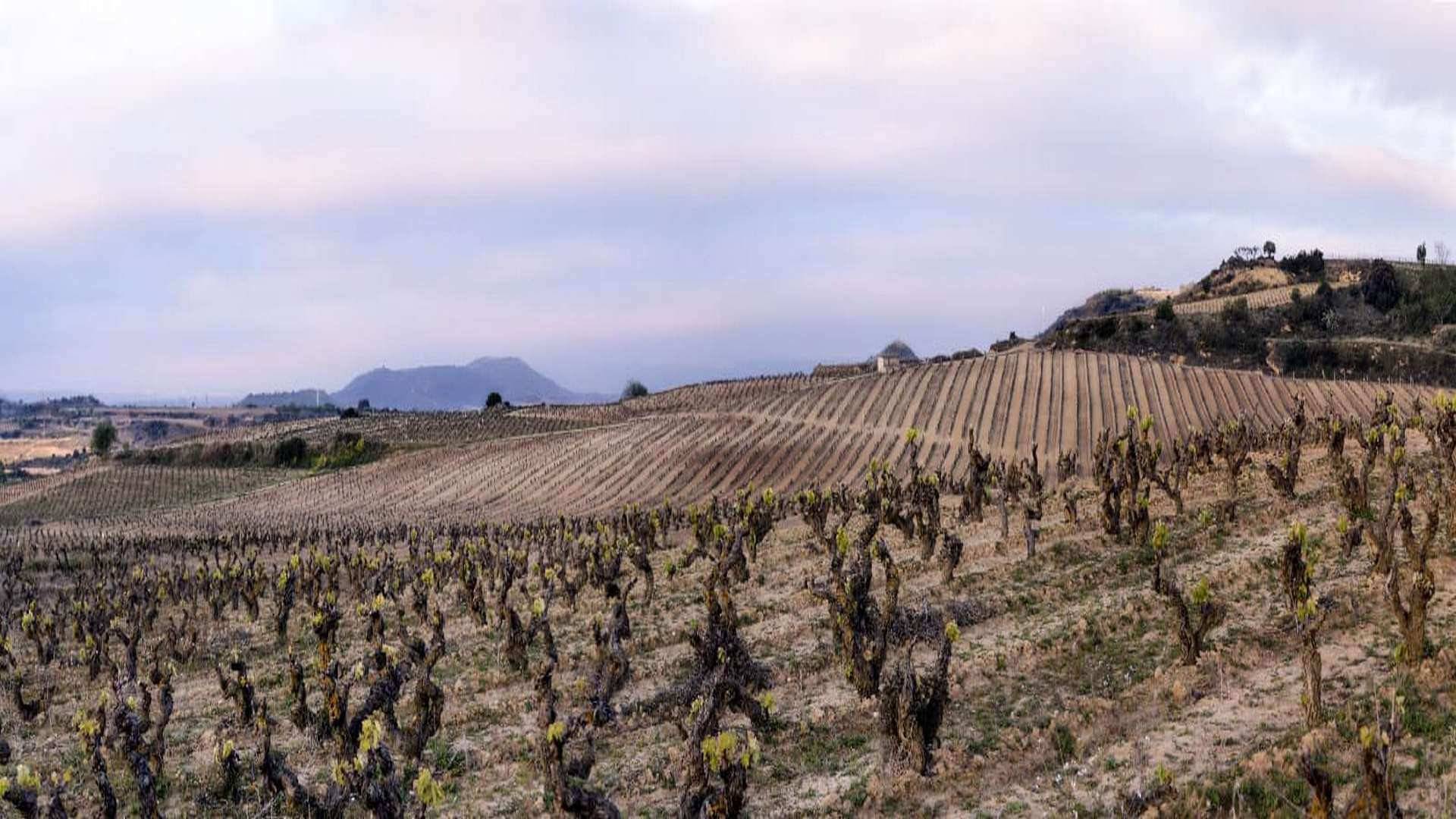 La bodega Izadi cuenta con178 hectáreas de viñedos distribuidos en tres municipios de la "rioja alavesa"
