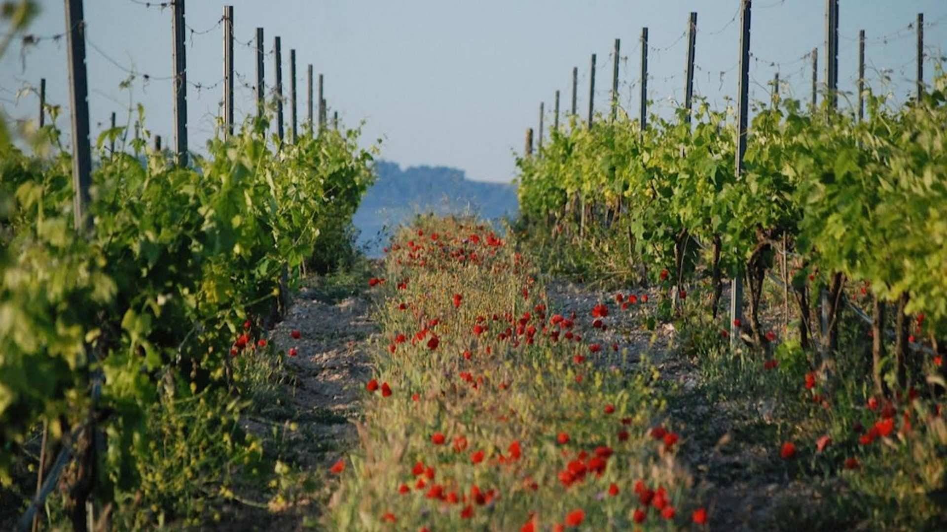 Como arma contra el cambio climático la viticultura ecológica es la manera más honesta de expresar nuestro terruño