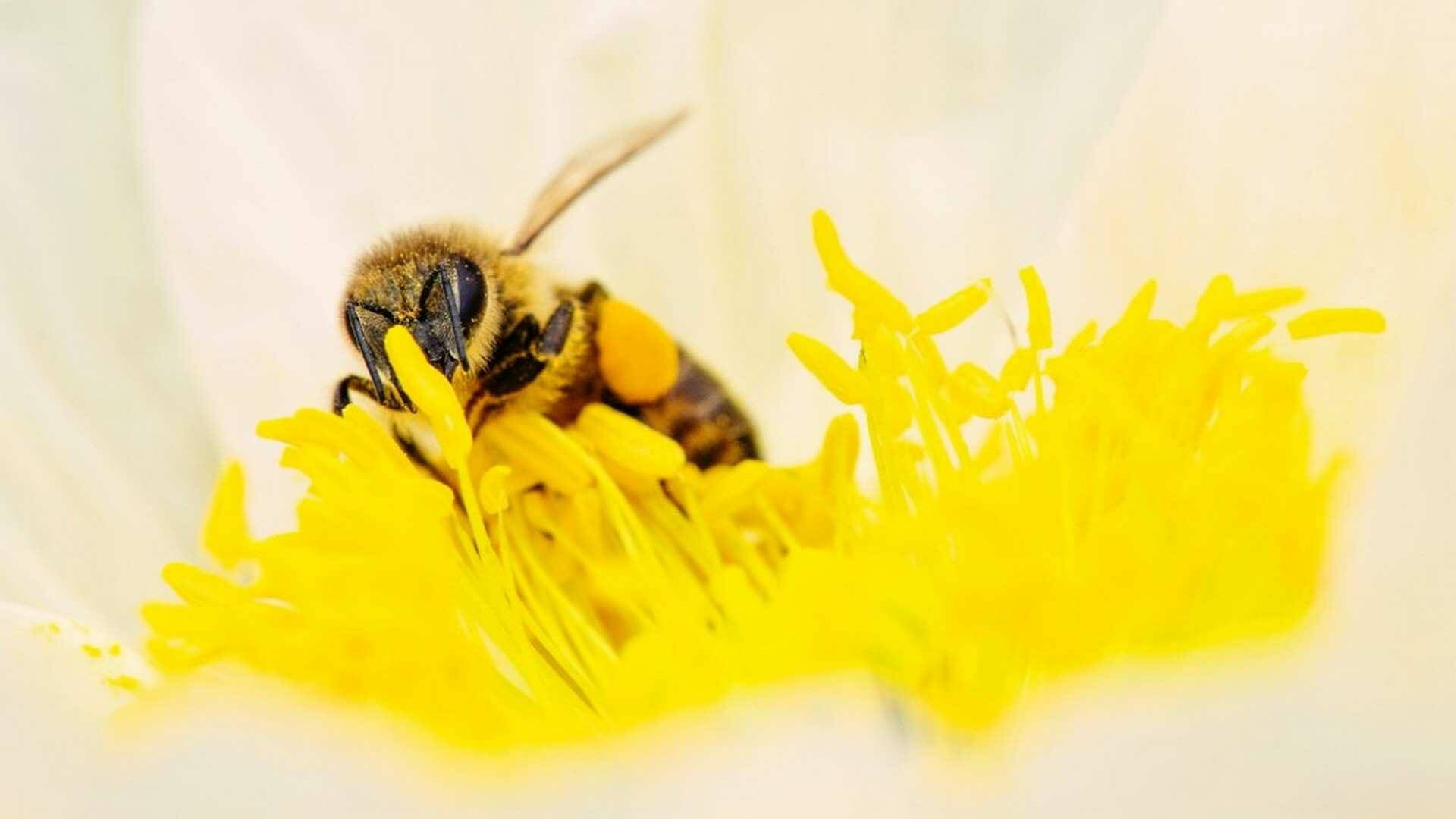 Las abejas melíferas son los principales insectos encargados de polinizar