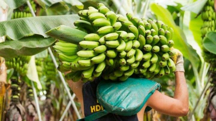 7 productos imprescindibles de la gastronomía tinerfeña