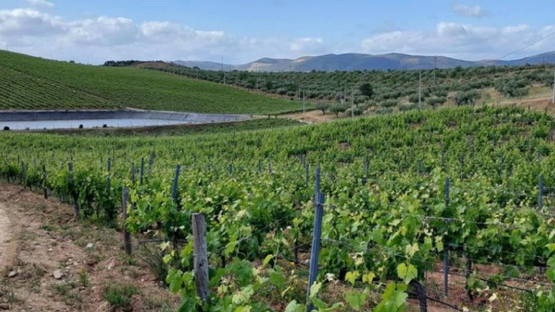 Las viñas de Colinas do Douro