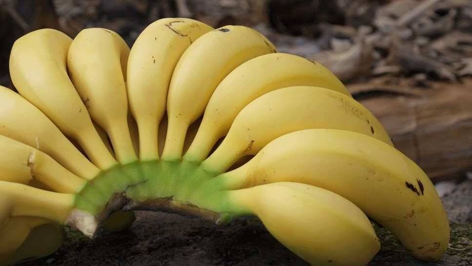 El famoso y exquisito plátano de Canarias