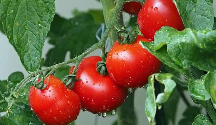 El tomate es uno de los productos estrella de Canarias