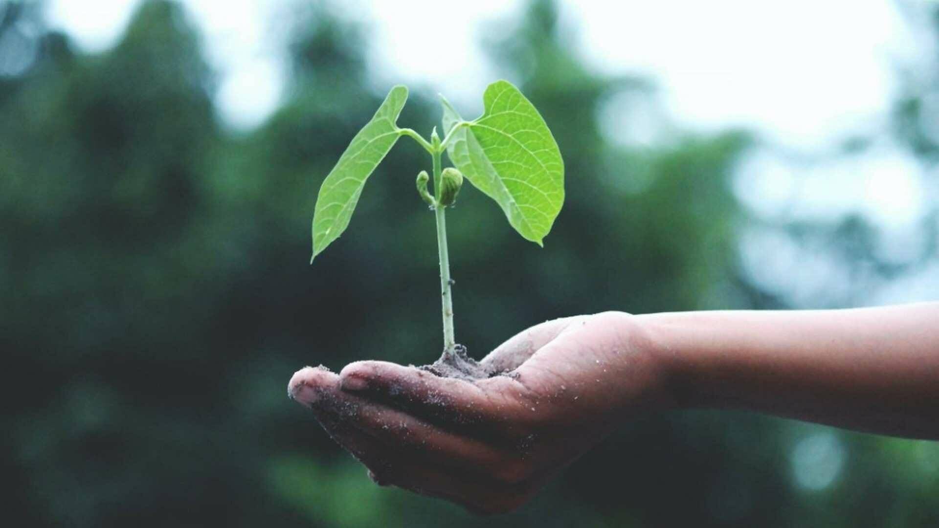 Frena el cambio climático desde tu cocina