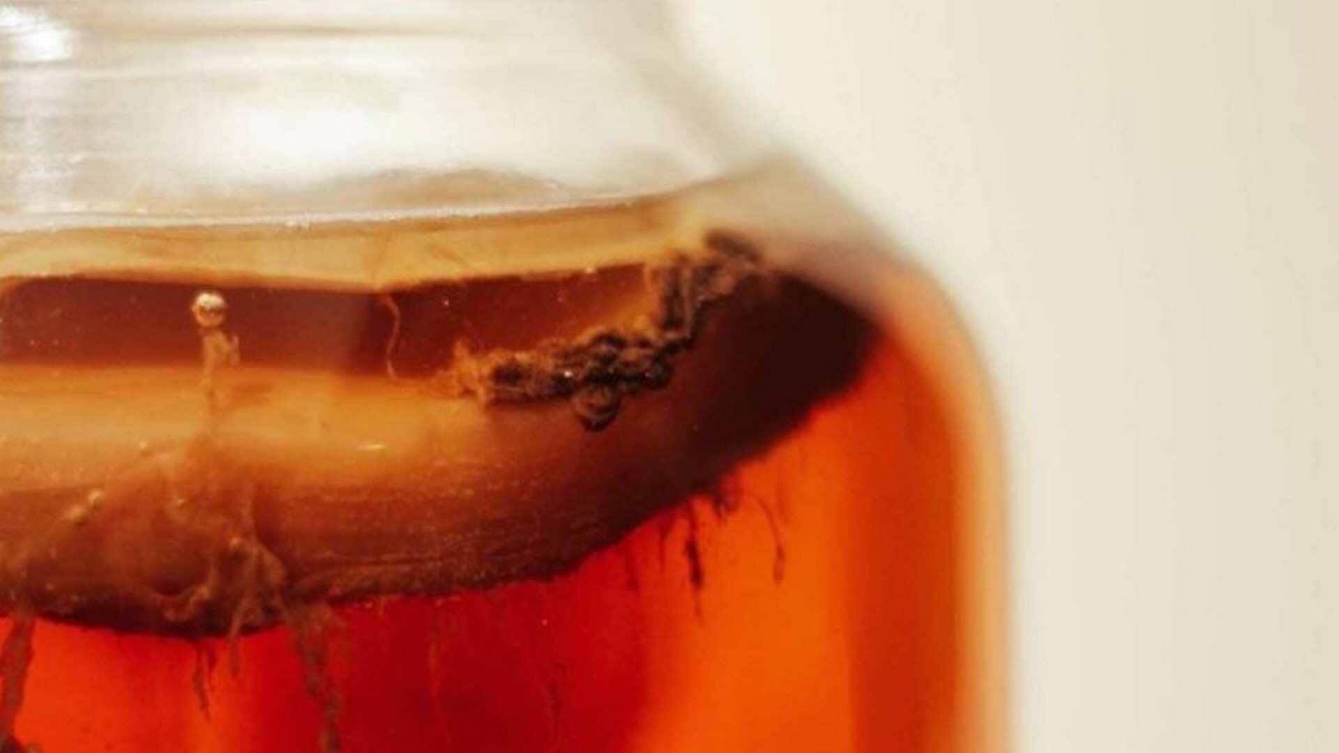 El auge de las bebidas fermentadas